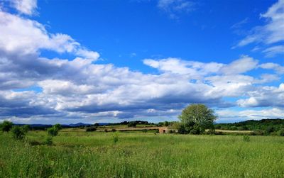 Scenic view of field against sky