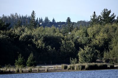 Scenic view of lake by trees against sky