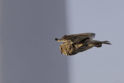 Close-up of bird flying