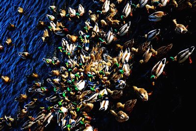 Plants growing in water