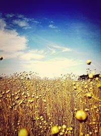 Yellow flowers growing in field