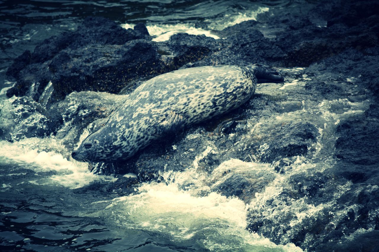 water, high angle view, nature, rock - object, beauty in nature, tranquility, surf, sea, day, outdoors, river, no people, motion, wave, scenics, waterfront, rock, tranquil scene, shore, stream