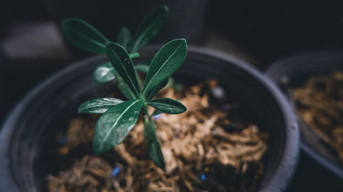 Close-up of potted plant