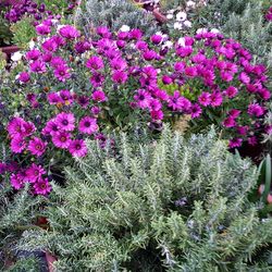 Purple flowers growing outdoors