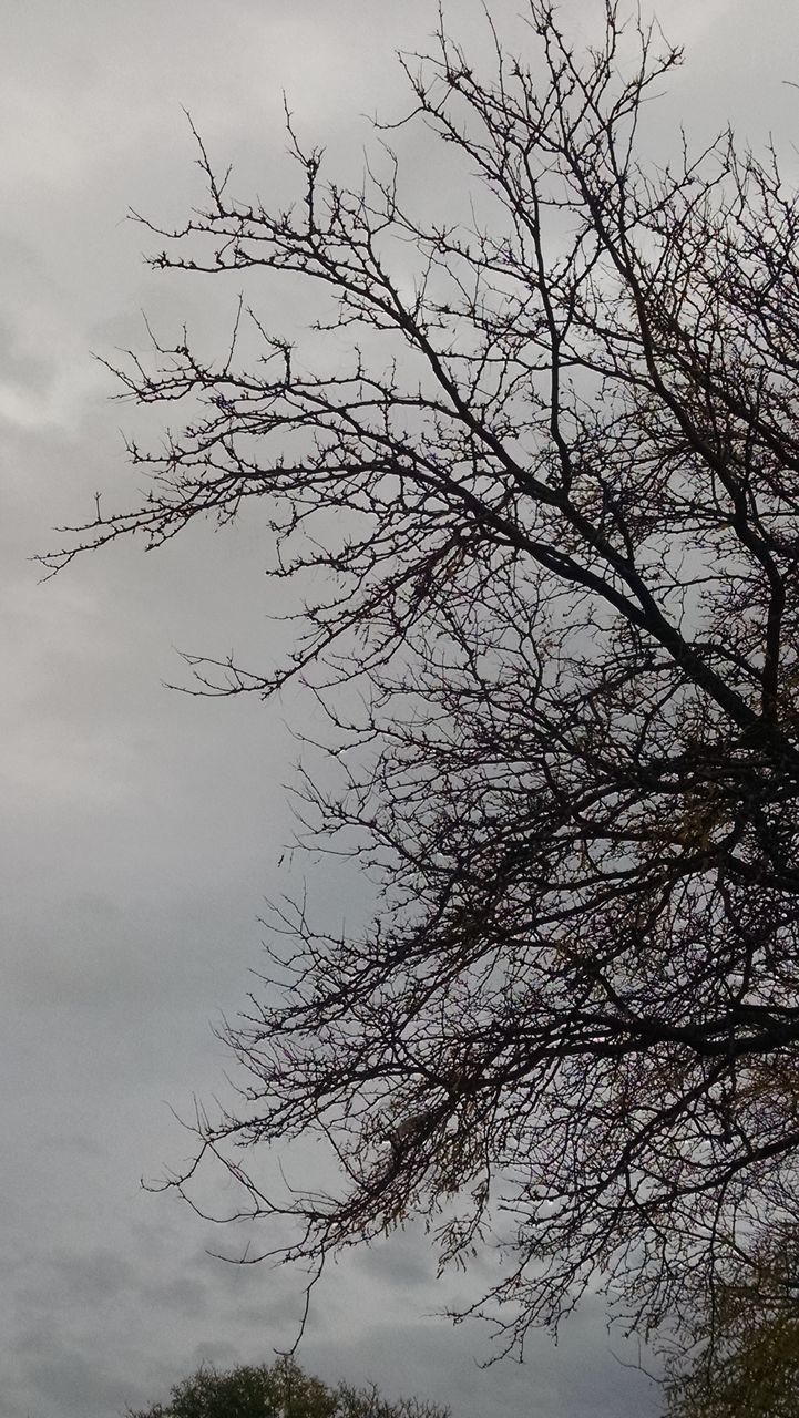 tree, branch, sky, low angle view, bare tree, tranquility, nature, beauty in nature, cloud - sky, scenics, tranquil scene, growth, silhouette, cloud, outdoors, no people, cloudy, day, idyllic, dusk