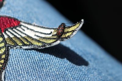 Close-up of butterfly