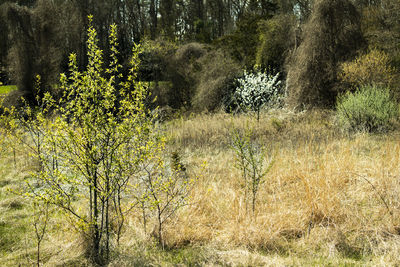 Plants growing on land