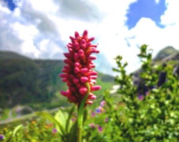 Close-up of flowers against blurred background