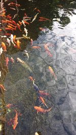 High angle view of koi carps swimming in lake