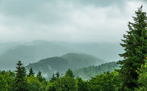 Raining in mountains, foggy forest, heavy mystical fog, romanian mountains