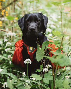 Portrait of black dog standing in forest