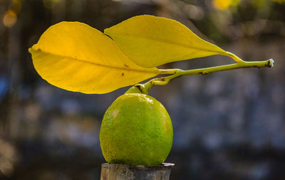 Close-up of yellow fruit on plant