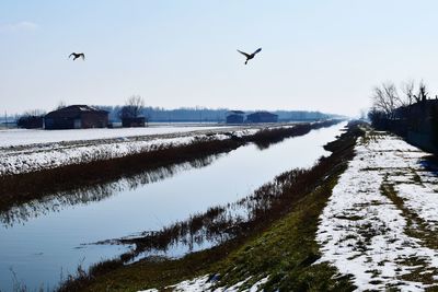 Bird flying over landscape