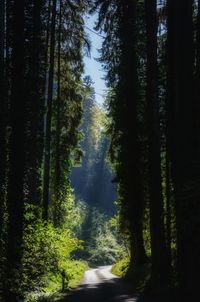 Dirt road amidst trees in forest against sky