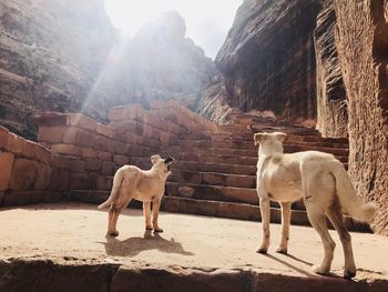 Horses standing in mountains