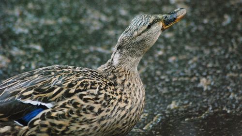 Close-up of bird on land