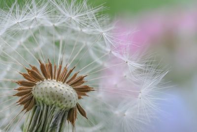 Close-up of dandelion on plant