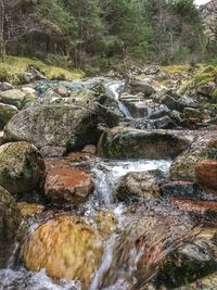 High angle view of trees in water