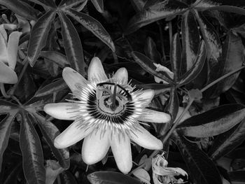 Close-up of flower