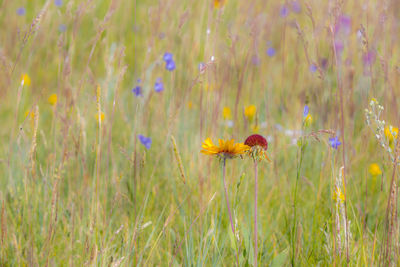 Close-up of yellow flowering plant on field