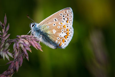 Close-up of butterfly pollinating on flower