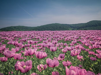 Pink flowering plants on field against sky