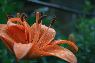 Close-up of raindrops on orange day lily