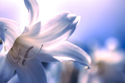 Close-up of flowers blooming outdoors