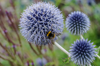 Close-up of bee on purple flower