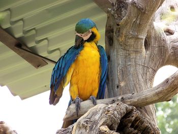 Low angle view of bird perching on tree