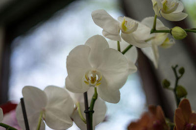 Close-up of white orchids