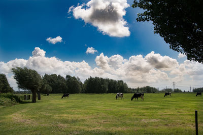 Horses on field against sky