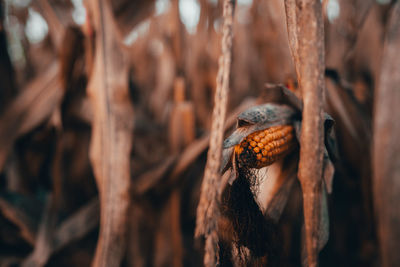 Close-up of sweetcorn growing on plant