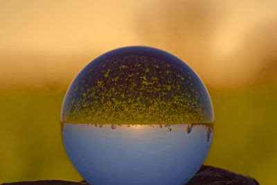 Canola field in bloom crystal ball