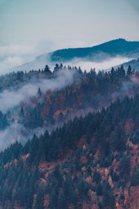 Scenic view of forest against sky