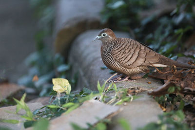 Close-up of a bird