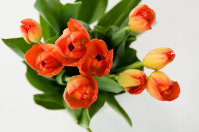 Close-up of flowers