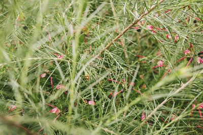 Close-up of plants growing on field