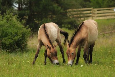Cows grazing on field