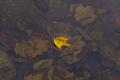 High angle view of autumn leaf on water