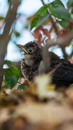 Close-up of a bird