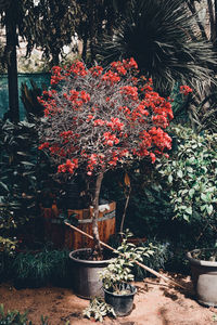 Potted plants against trees