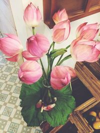 Close-up of pink flowers