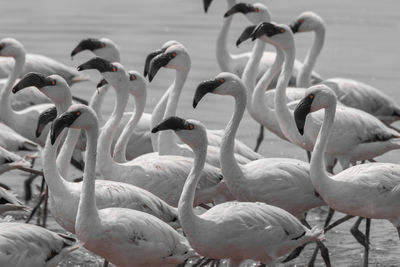 View of swans in lake