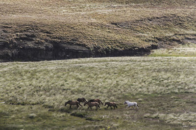 Horses in a field