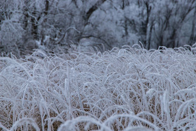 Close-up of frozen plants on land