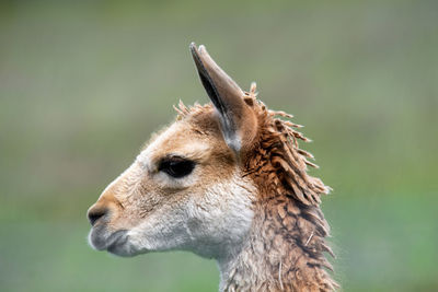 Close-up of animal looking away outdoors