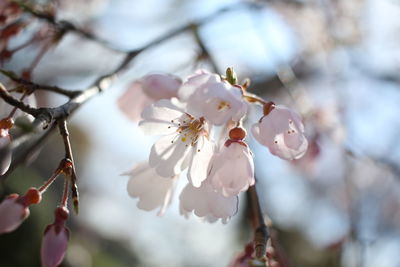 Close-up of cherry blossoms in spring