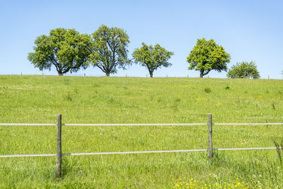 Green tree on field against sky