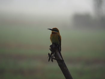 Close-up of bird perching on tree